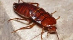 Učinkovitost pasti lepila iz ščurkov